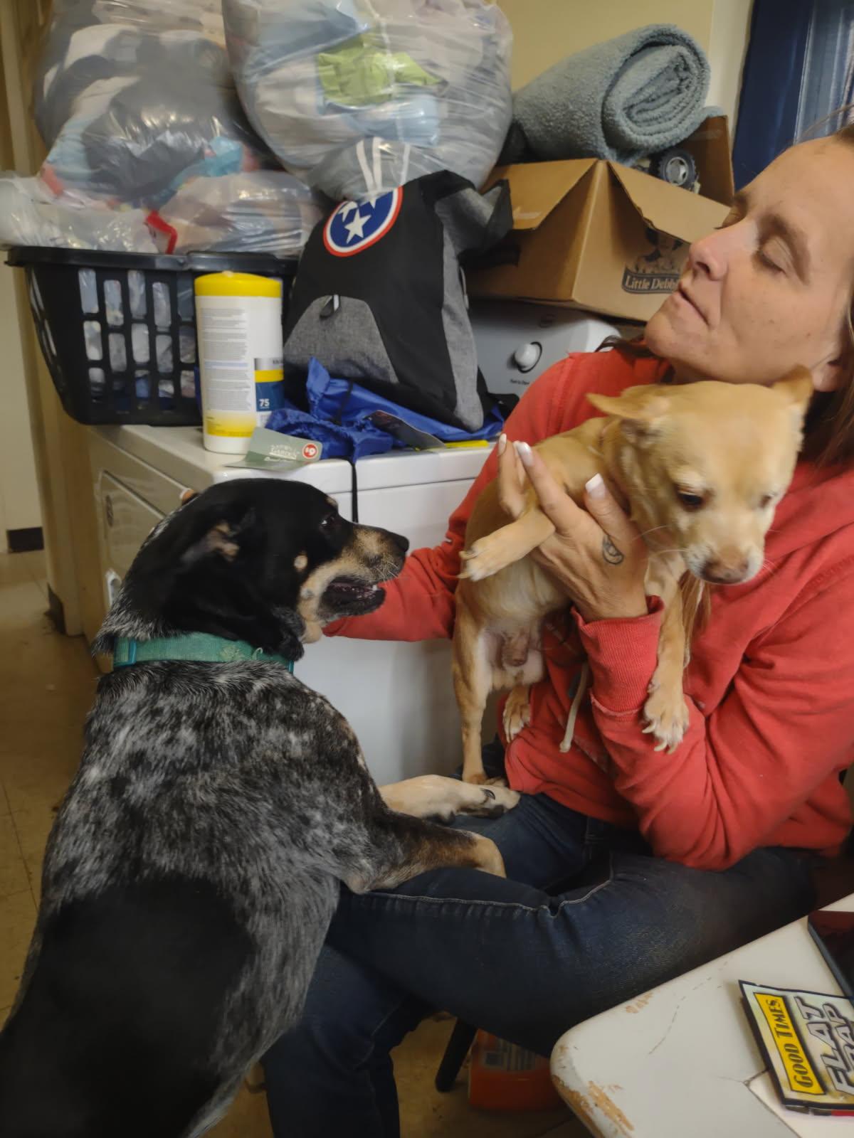 Enlarge Willow, a ADOPTABLE Australian Cattle Dog / Blue Heeler in Maryville, TN image 4/5