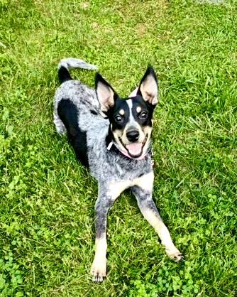 Willow, ADOPTABLE, Young Female Australian Cattle Dog / Blue Heeler.