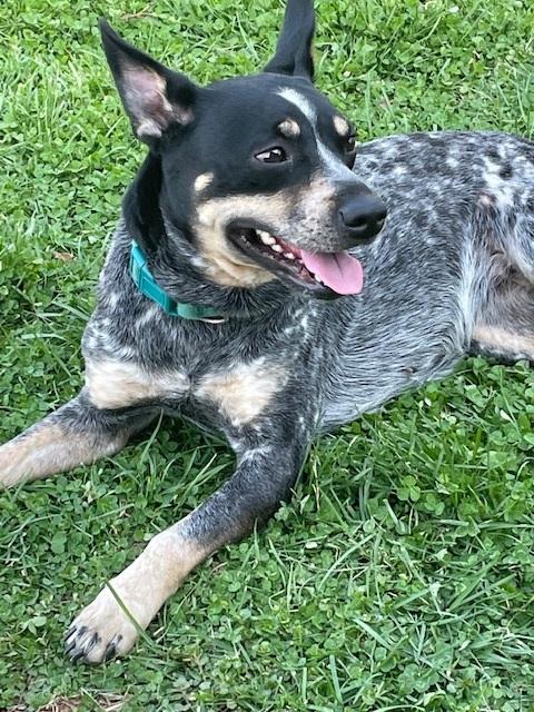Enlarge Willow, a ADOPTABLE Australian Cattle Dog / Blue Heeler in Maryville, TN image 5/5