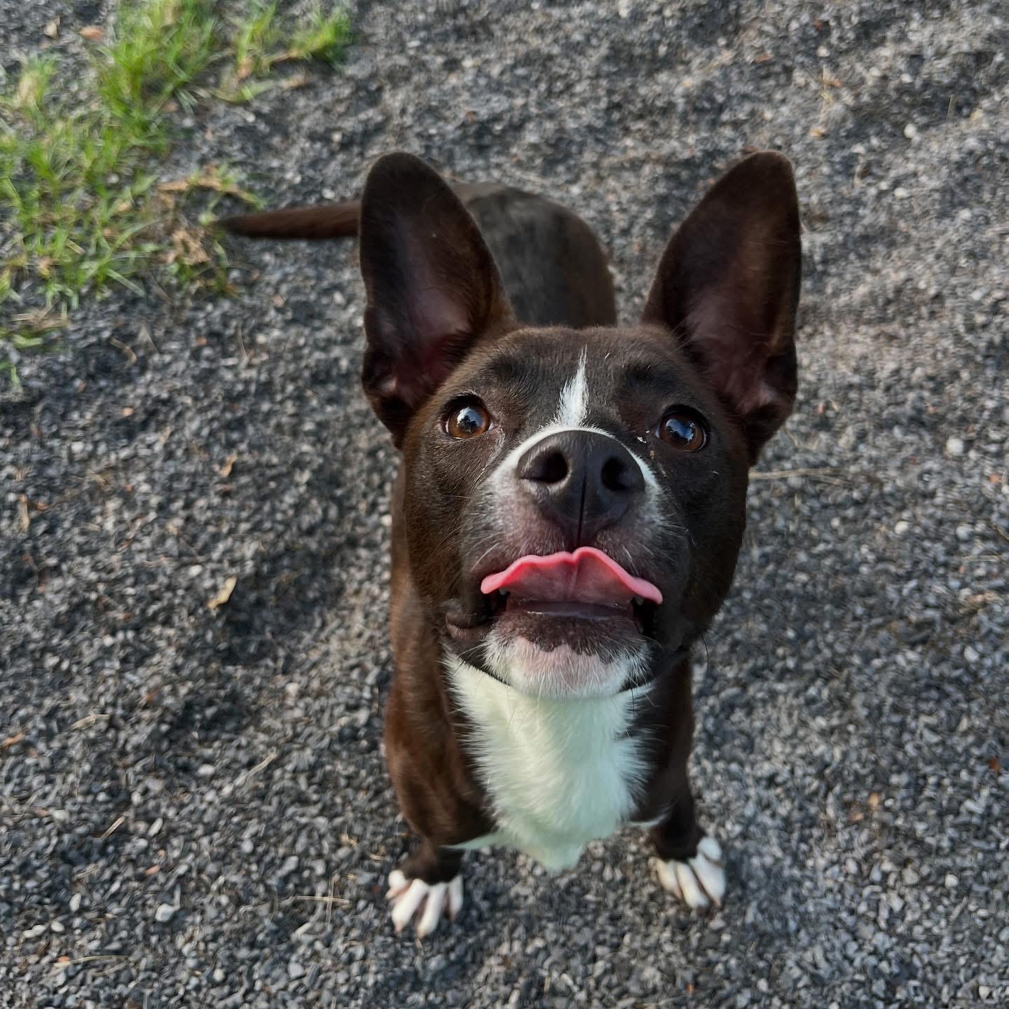 Enlarge Pretzel, a Adoptable mixed breed in Baton Rouge, LA image 1/3