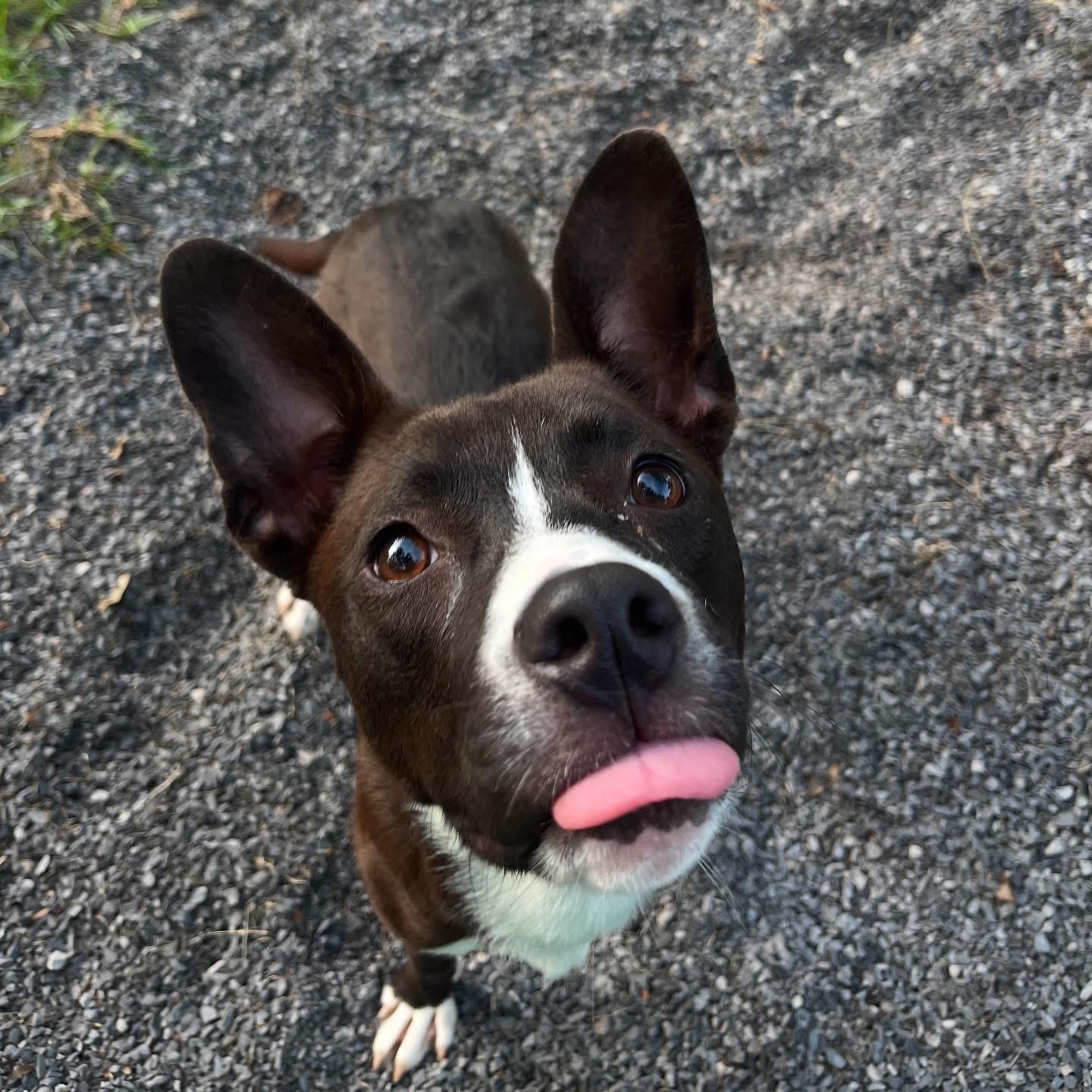 Enlarge Pretzel, a Adoptable mixed breed in Baton Rouge, LA image 3/3