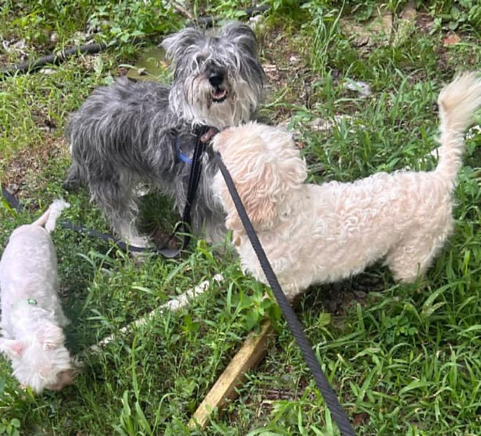 Hunter, Adoptable, Senior Male Miniature Schnauzer.