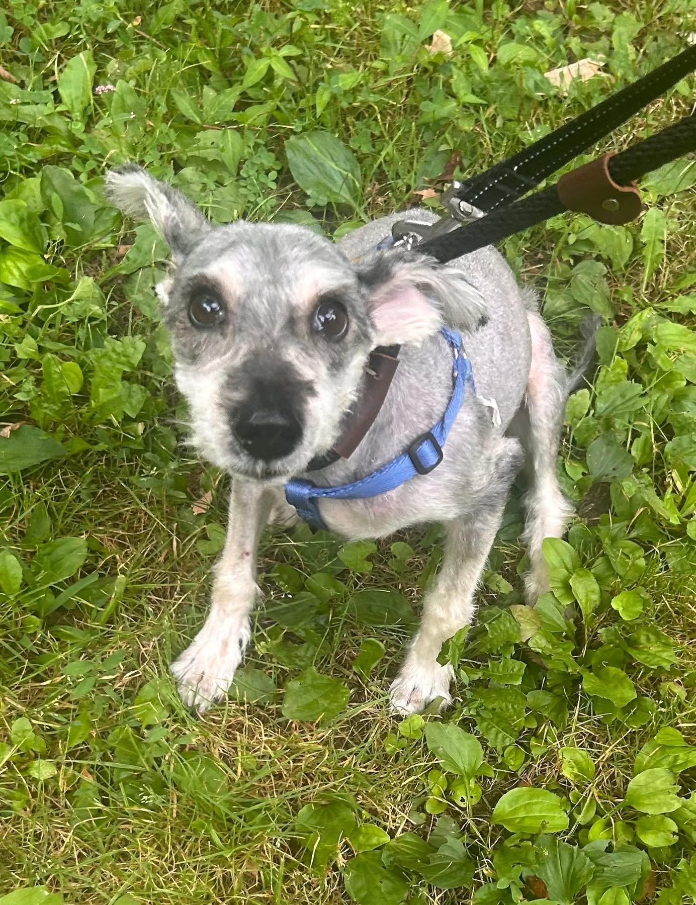 Enlarge Hunter, a Adoptable Miniature Schnauzer in Oak Ridge, NJ image 2/4