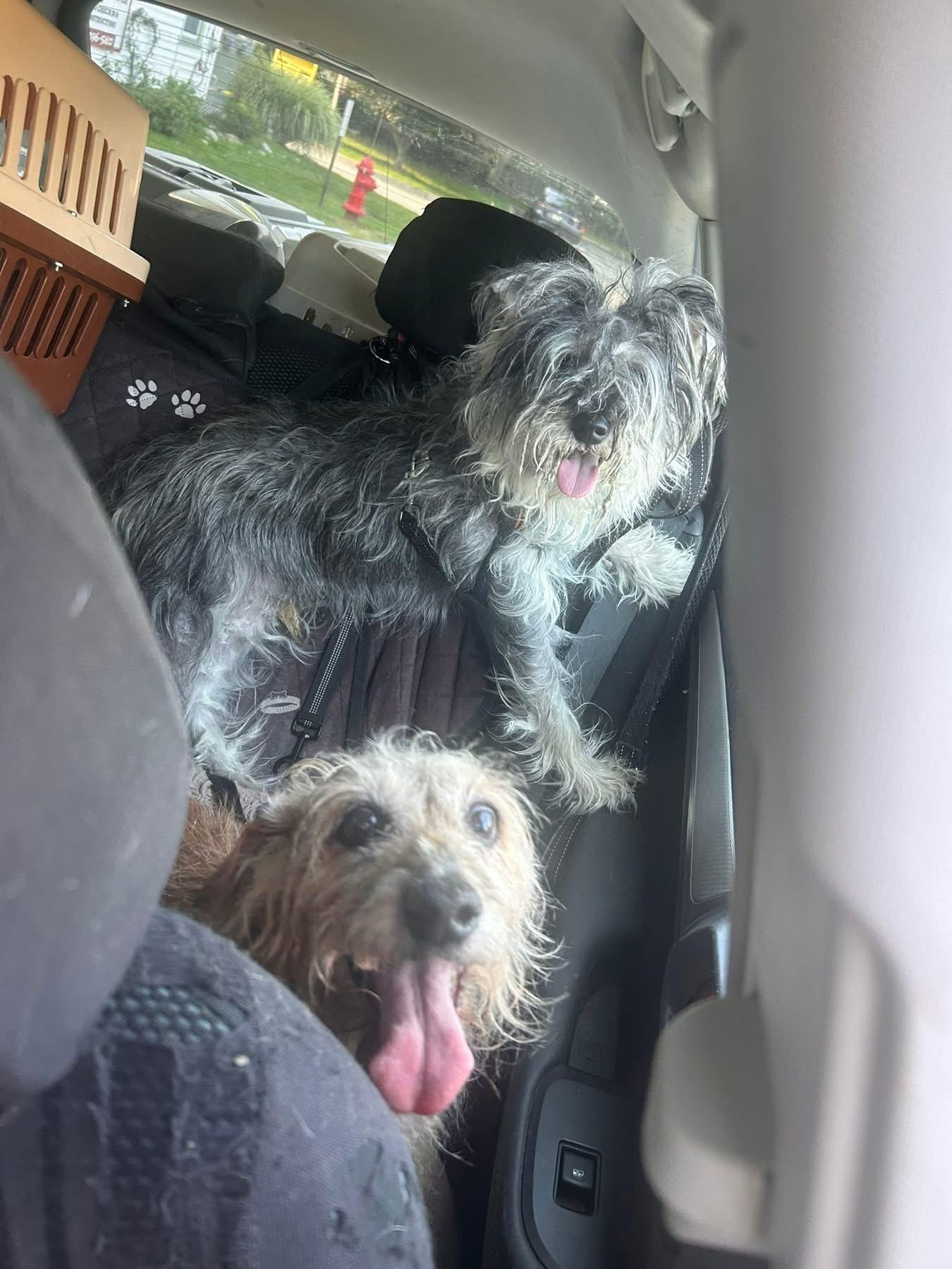 Enlarge Hunter, a Adoptable Miniature Schnauzer in Oak Ridge, NJ image 3/4