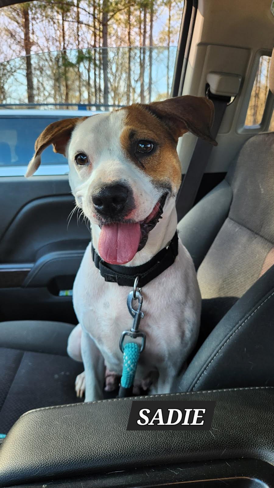 Sadie, Adoptable, Adult Female Mixed Breed.