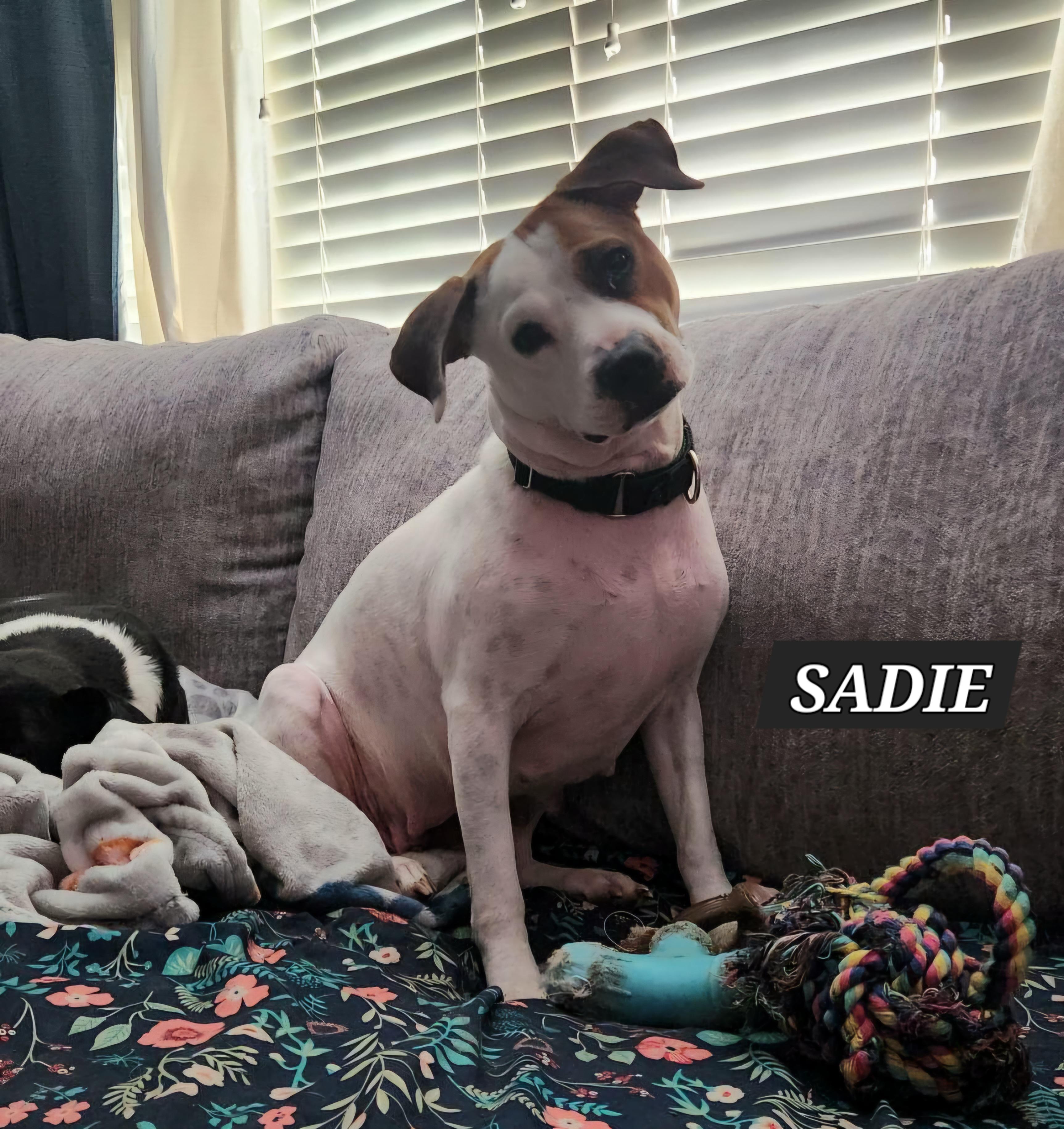 Enlarge Sadie, a Adoptable Mixed Breed in Monroe, NC image 2/2