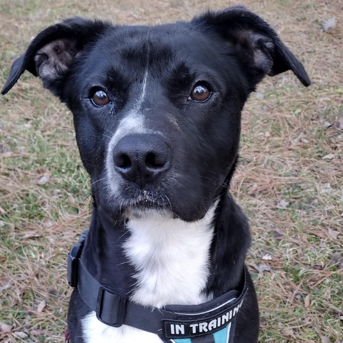 Jack, a Adoptable mixed breed in Heber Springs, AR image 1/3