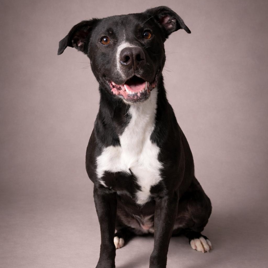 Jack, a Adoptable mixed breed in Heber Springs, AR image 1/4