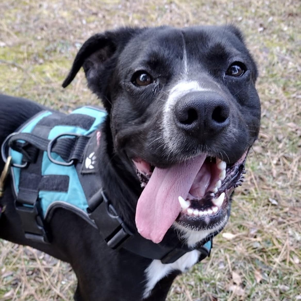 Jack, a Adoptable mixed breed in Heber Springs, AR image 2/3