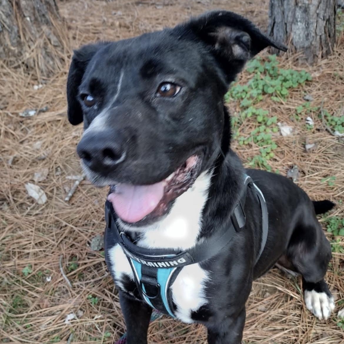 Jack, a Adoptable mixed breed in Heber Springs, AR image 3/3