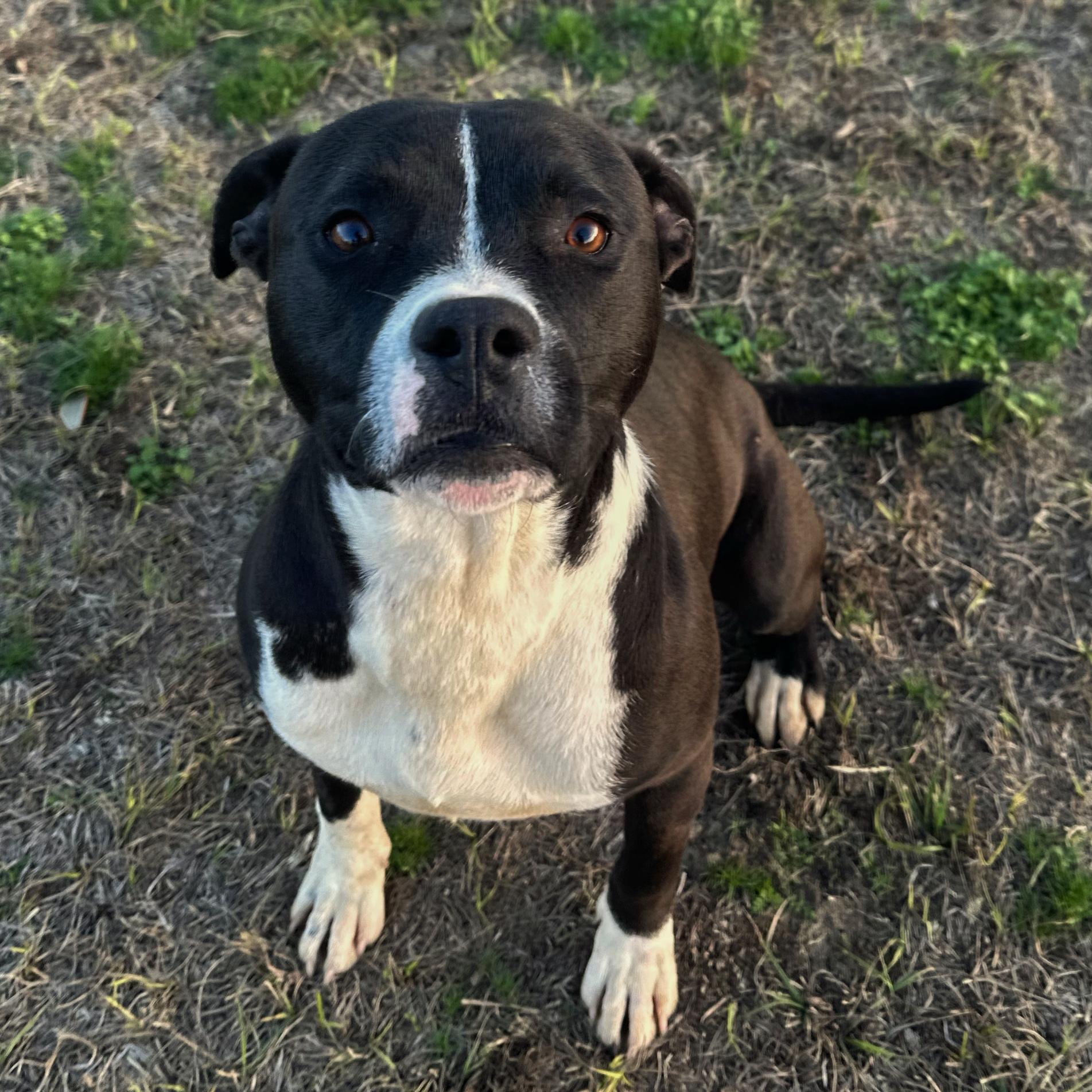 Miller, ADOPTABLE, Young Male Pit Bull Terrier.