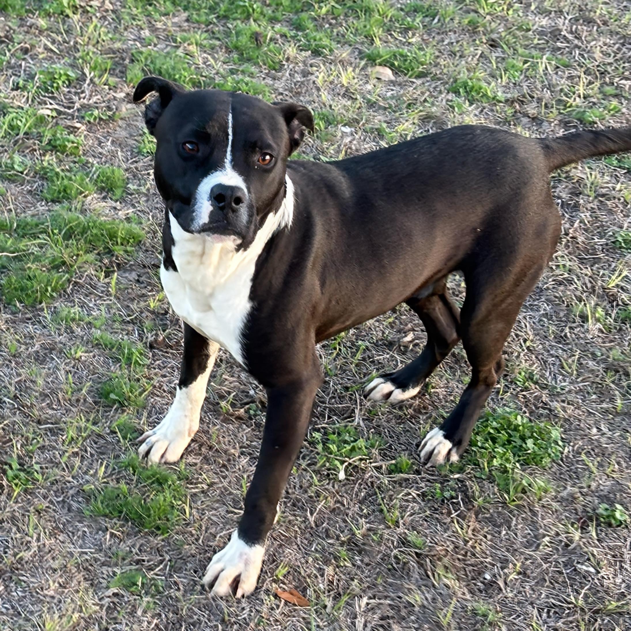 Miller, ADOPTABLE, Young Male Pit Bull Terrier.