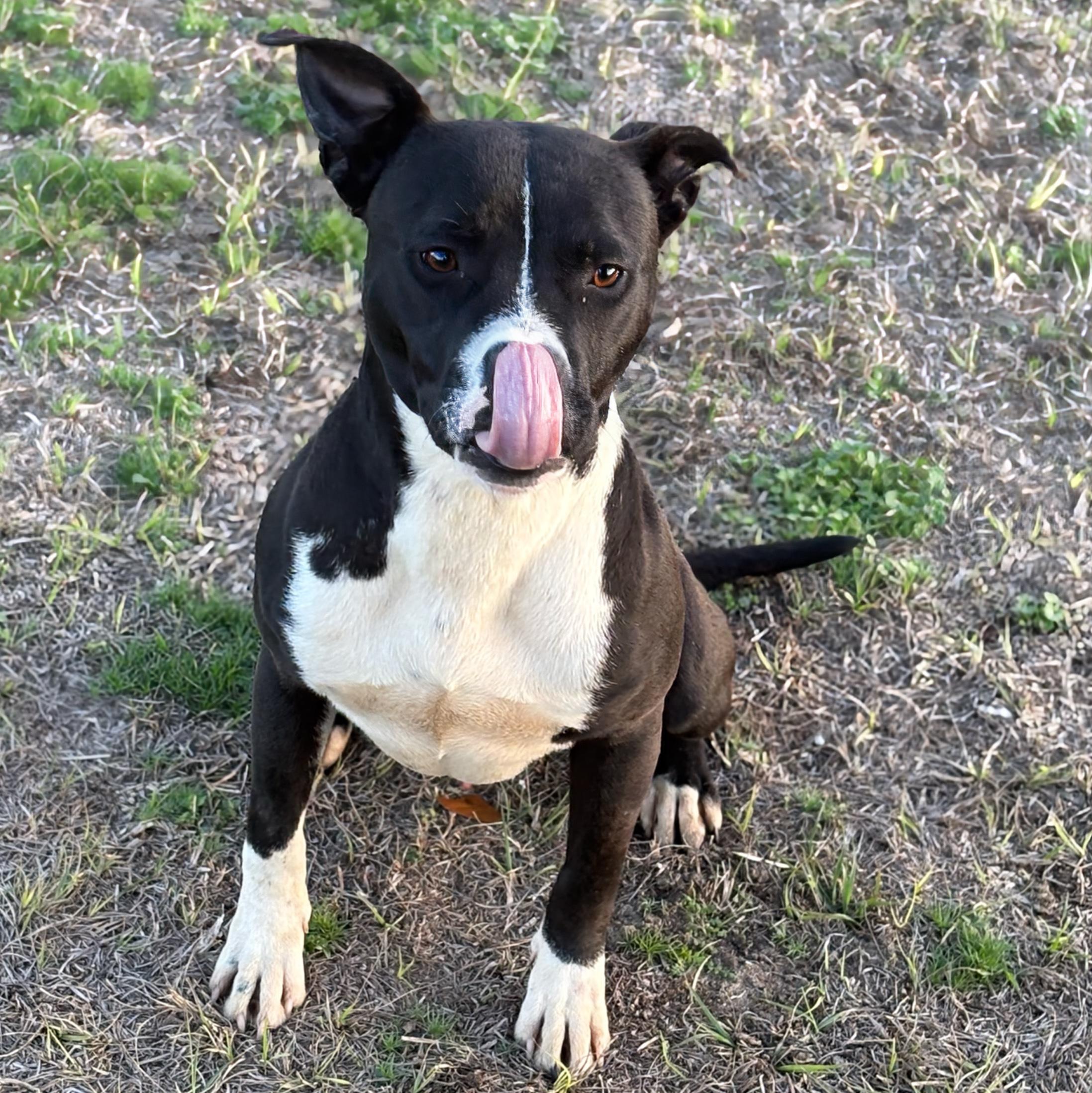 Enlarge Miller, a ADOPTABLE mixed breed in Valdosta, GA image 2/2