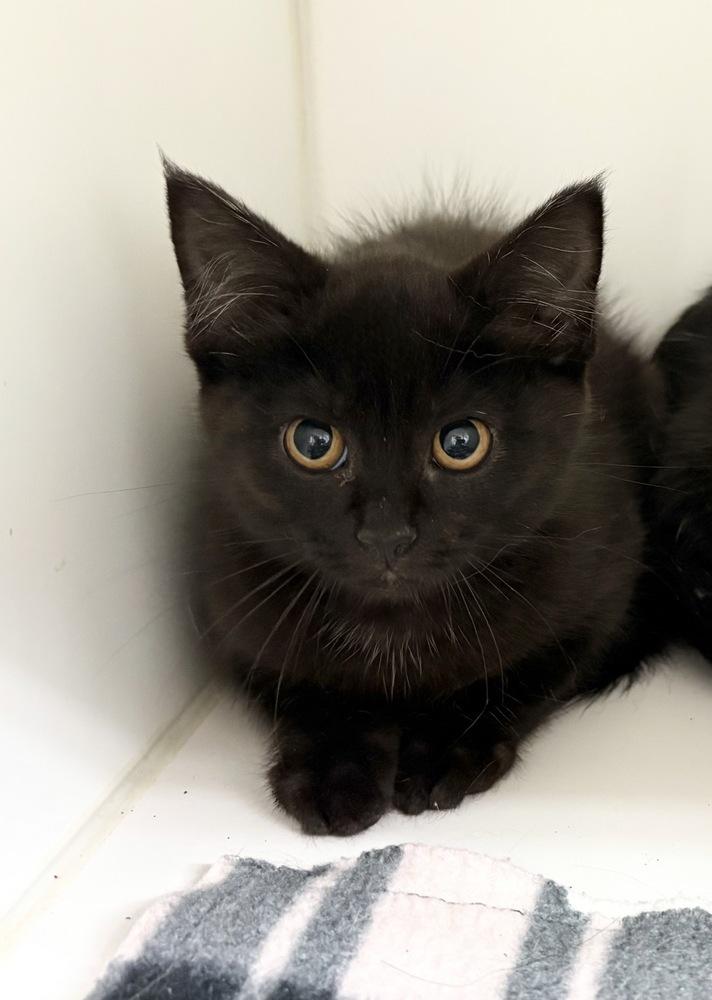 Mattie ~ Barncat / Shopcat, Adoptable, Kitten Female Domestic Medium Hair.