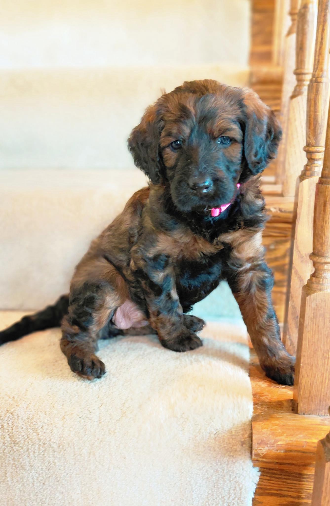 Chloe, ADOPTABLE, Puppy Female Labradoodle.