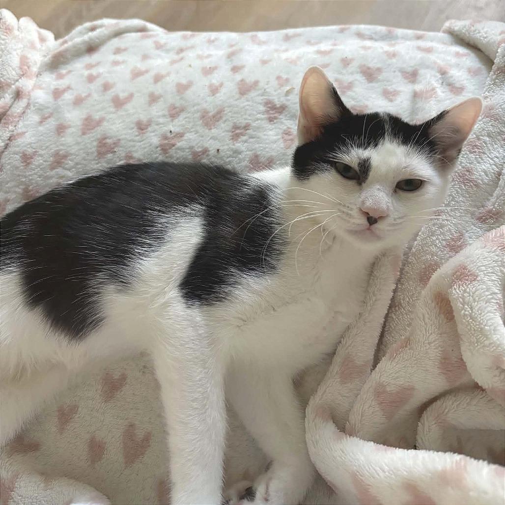 Enlarge Cookie (adopt with Columbus), a Adoptable Domestic Short Hair in Fayetteville, GA image 1/4