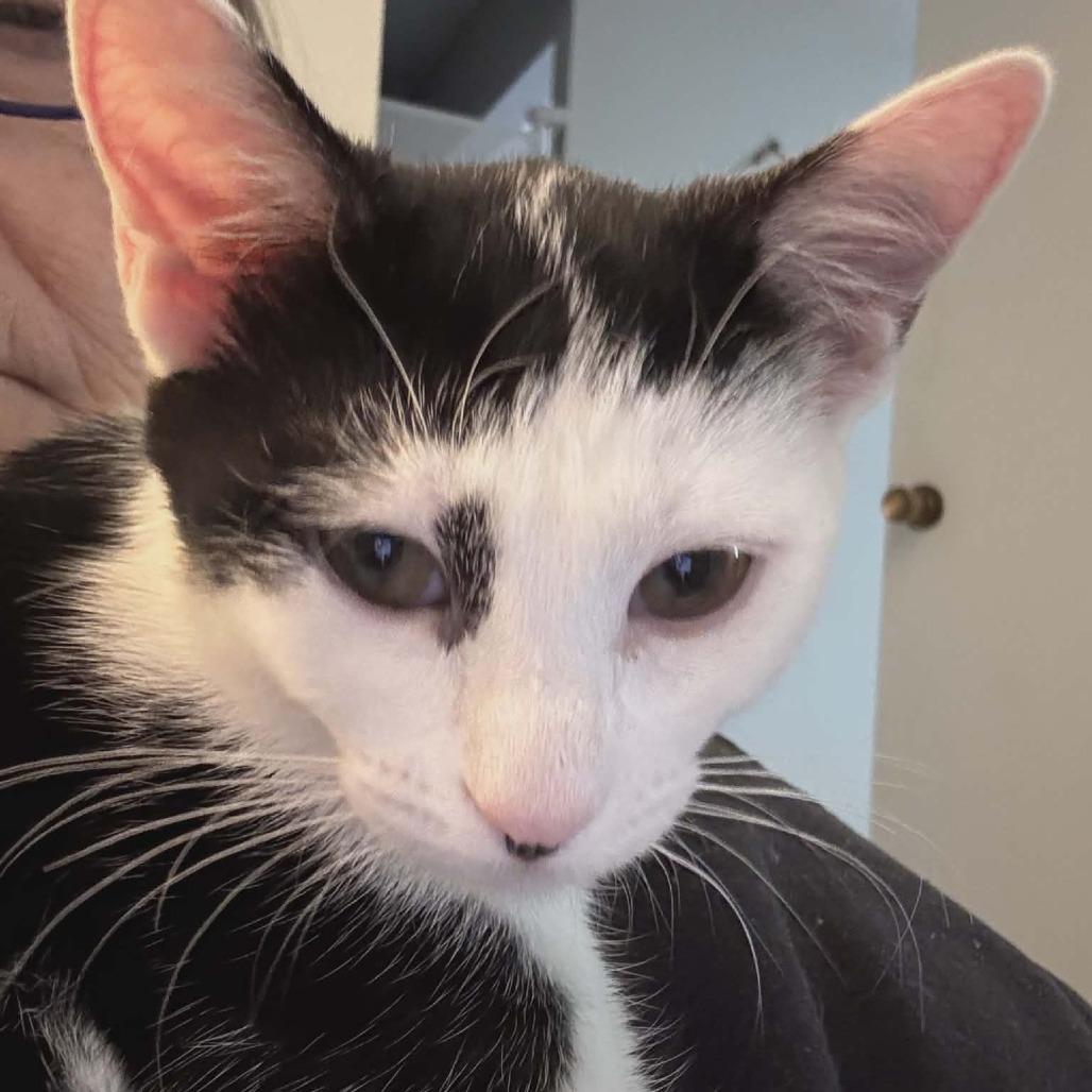 Enlarge Cookie (adopt with Columbus), a Adoptable Domestic Short Hair in Fayetteville, GA image 2/5