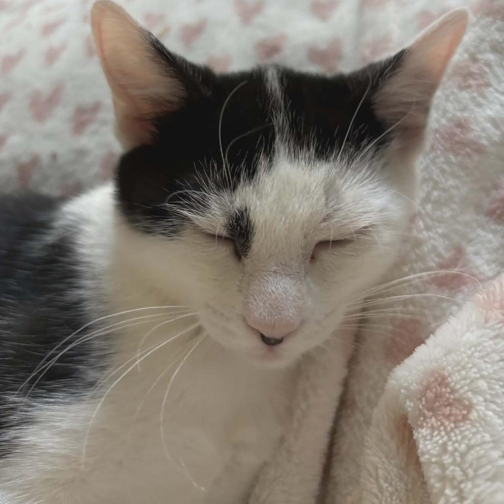 Enlarge Cookie (adopt with Columbus), a Adoptable Domestic Short Hair in Fayetteville, GA image 3/4