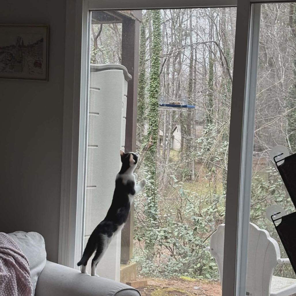 Enlarge Cookie (adopt with Columbus), a Adoptable Domestic Short Hair in Fayetteville, GA image 4/4