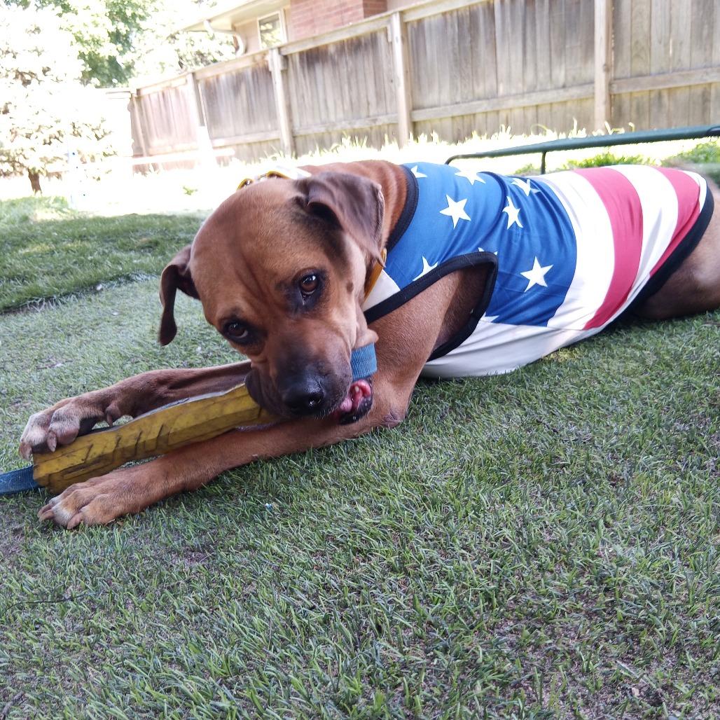 Tazzle (Taz), Adoptable, Adult Male Mixed Breed.