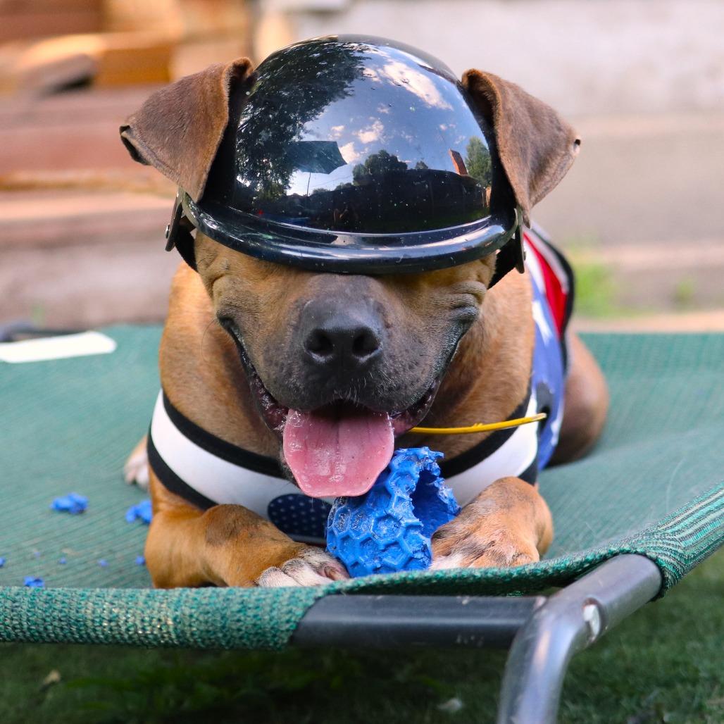 Tazzle (Taz), a Adoptable Mixed Breed in Buffalo, MN image 2/6