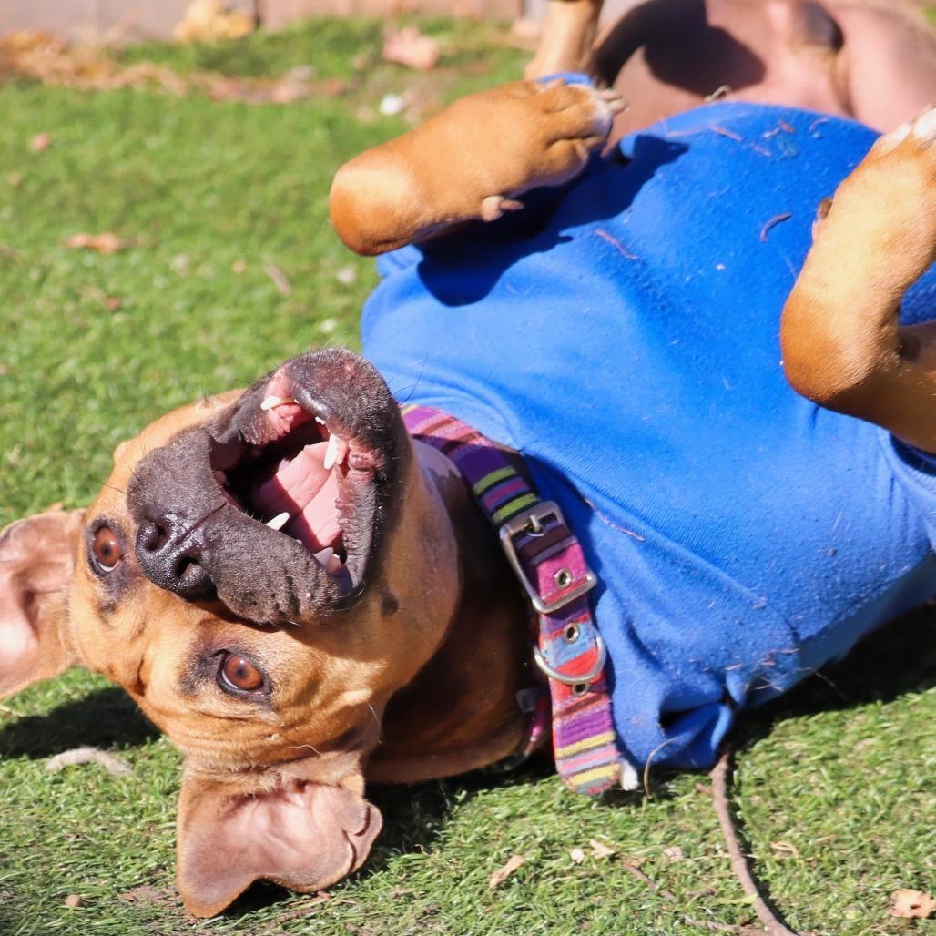 Tazzle (Taz), a Adoptable Mixed Breed in Minneapolis, MN image 1/6