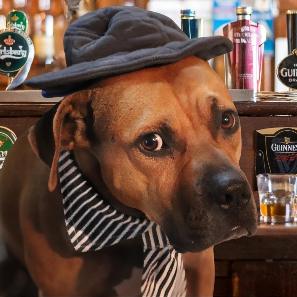 Tazzle (Taz), a Adoptable Mixed Breed in Buffalo, MN image 3/6