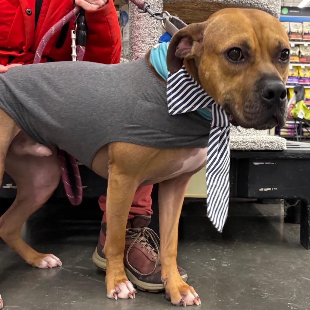 Tazzle (Taz), a Adoptable Mixed Breed in Minneapolis, MN image 1/6