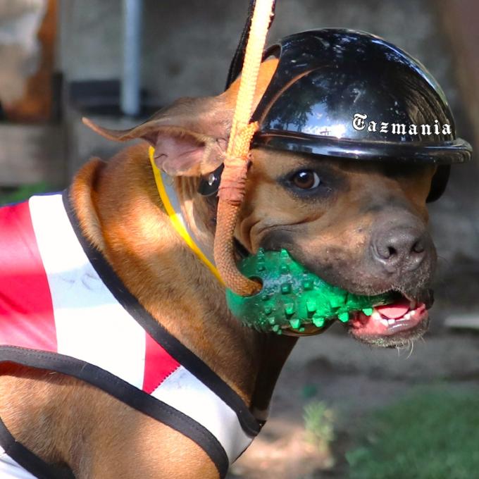 Tazzle (Taz), a Adoptable Mixed Breed in Minneapolis, MN image 2/6