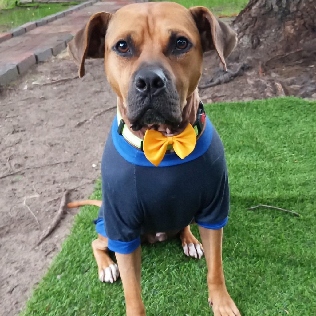 Tazzle (Taz), Adoptable, Adult Male Mixed Breed.