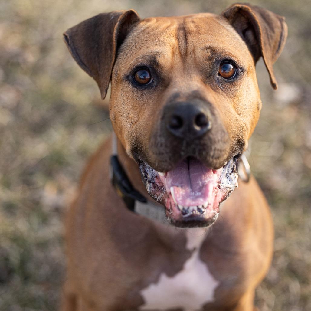 Tazzle (Taz), a Adoptable Mixed Breed in Minneapolis, MN image 5/6