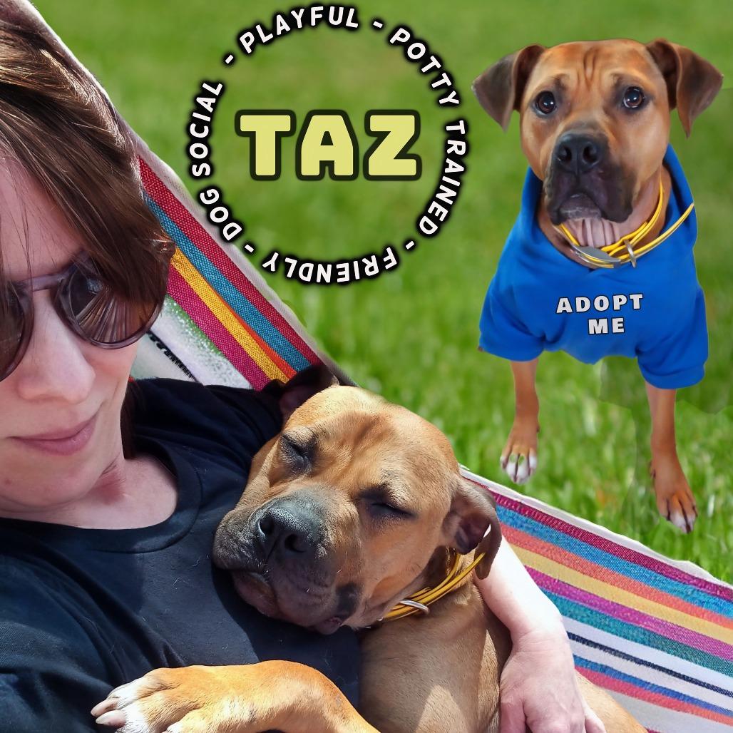 Tazzle (Taz), a Adoptable Mixed Breed in Buffalo, MN image 5/6