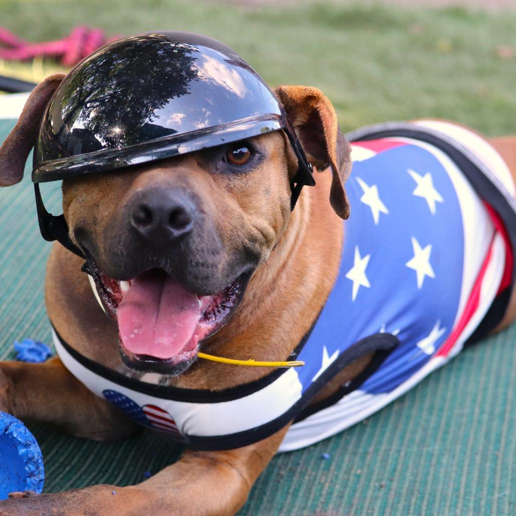 Tazzle (Taz), a Adoptable Mixed Breed in Buffalo, MN image 6/6