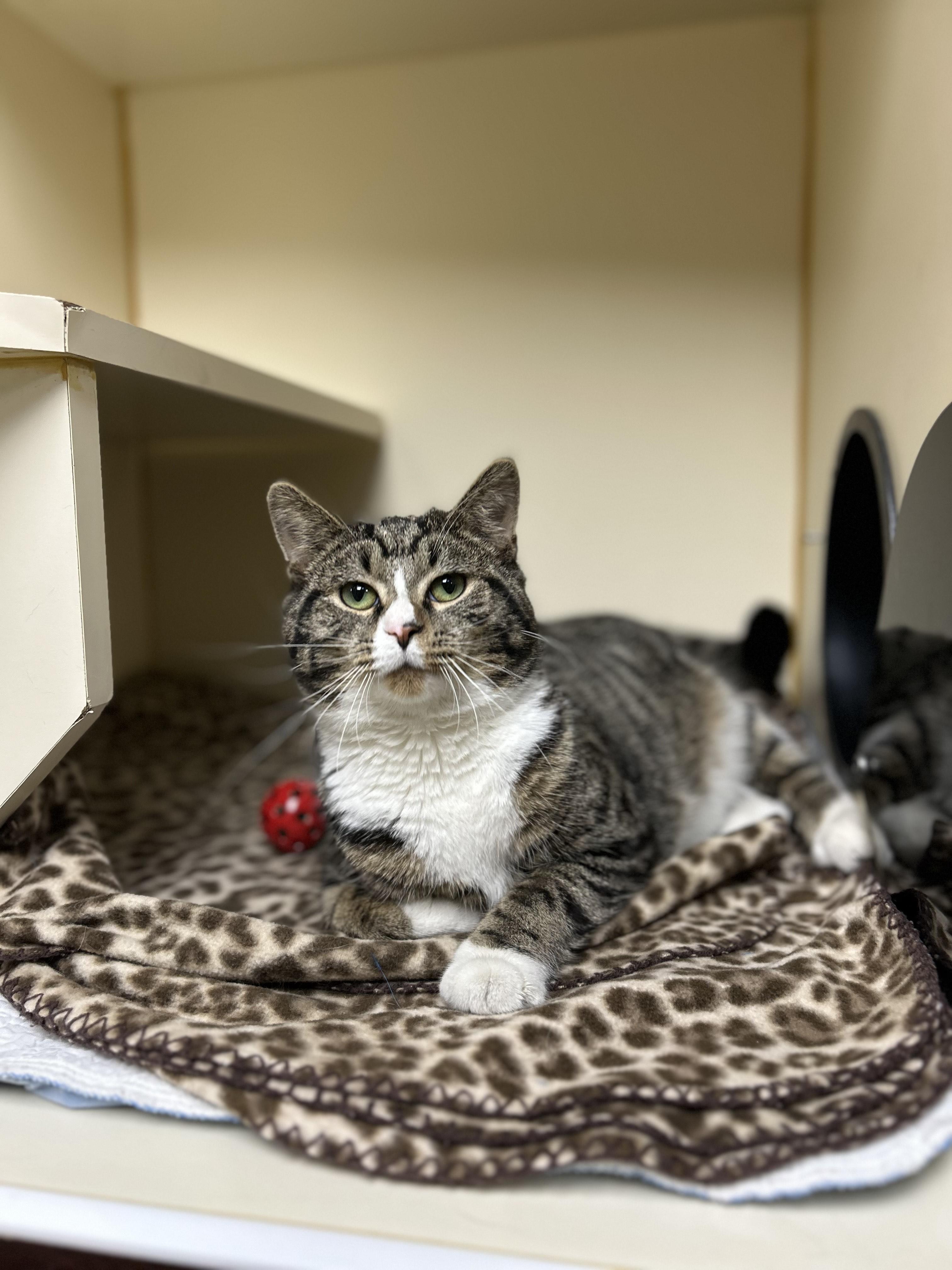 Kellen, adopted, Adult Male Domestic Short Hair.