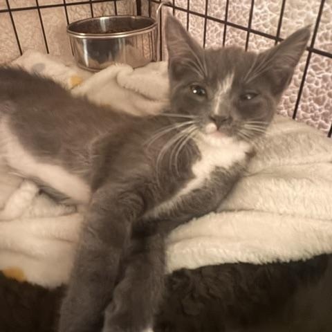 Teddy, Adopted, Kitten Female Tuxedo.