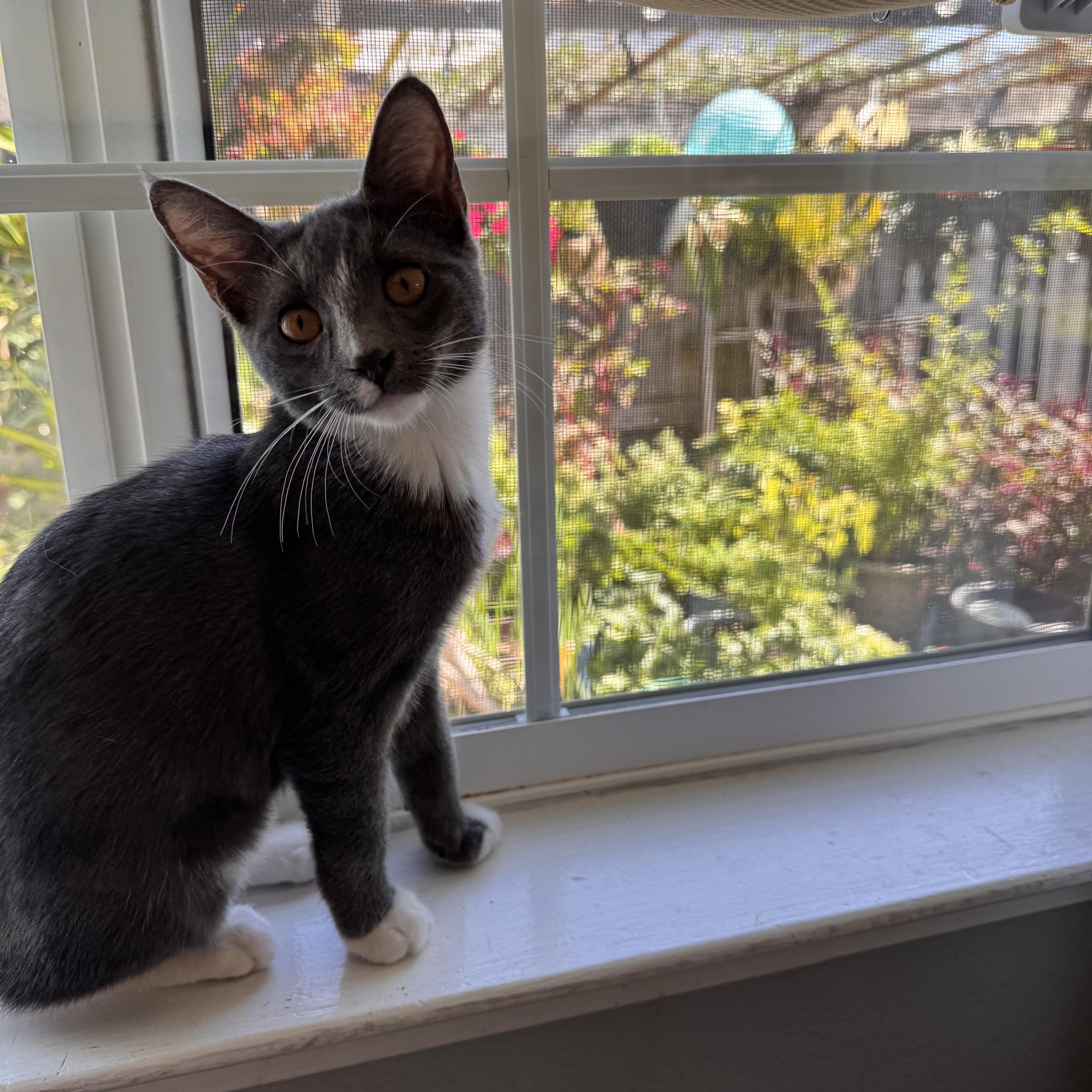 Enlarge Teddy, a Adopted Tuxedo in Stockton, CA image 3/6