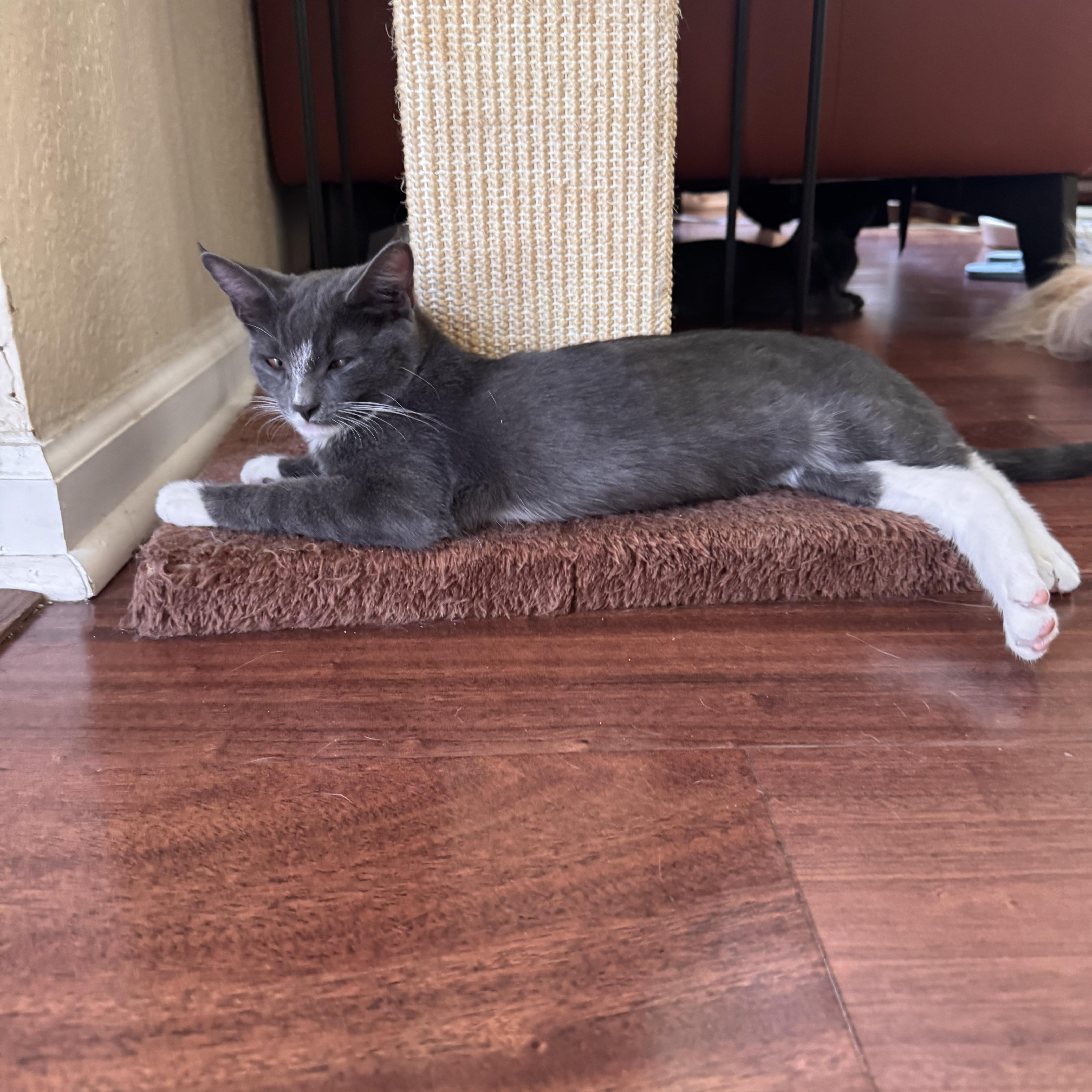 Enlarge Teddy, a Adopted Tuxedo in Stockton, CA image 4/6