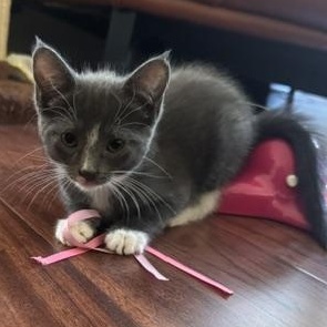 Enlarge Teddy, a Adopted Tuxedo in Stockton, CA image 2/6