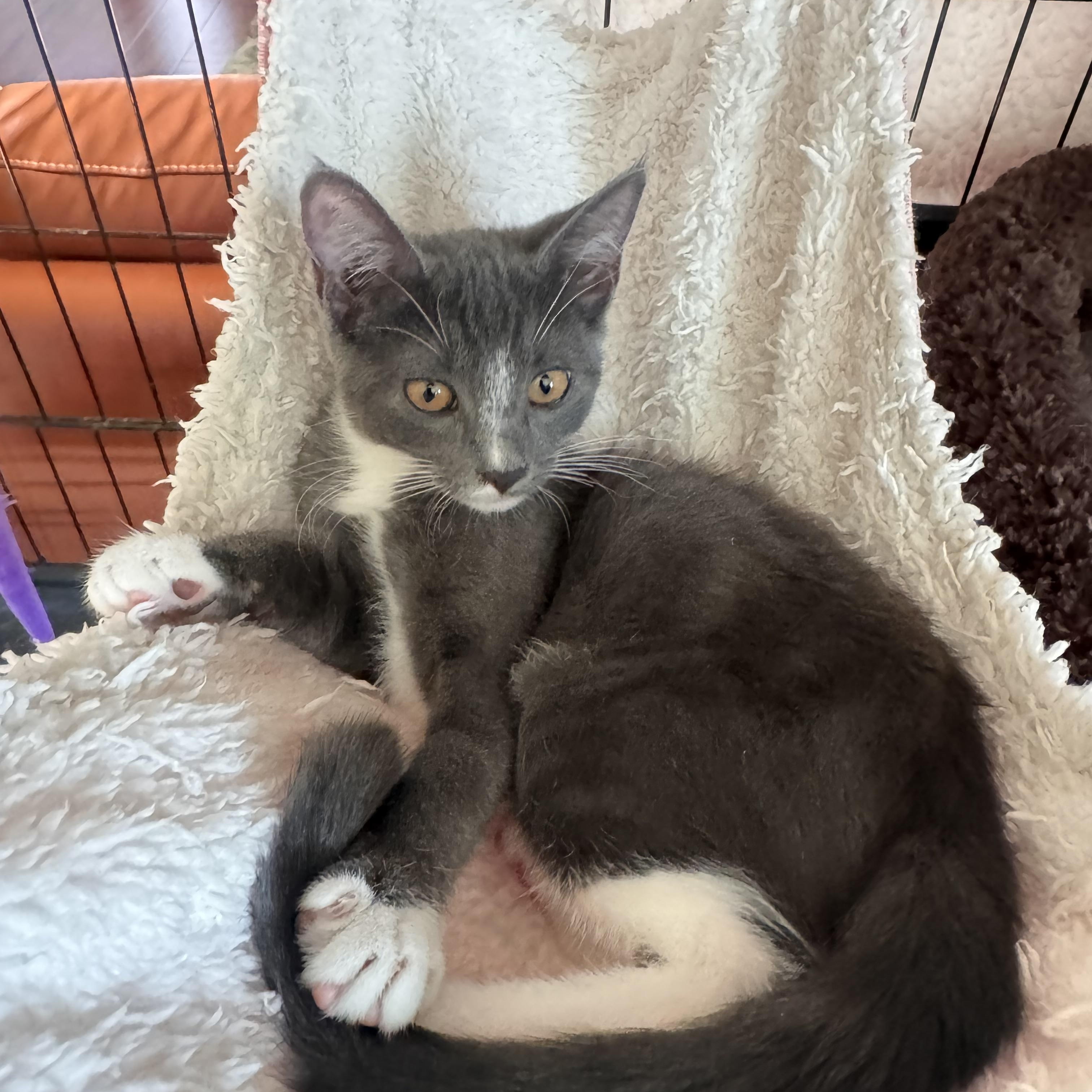 Enlarge Teddy, a Adopted Tuxedo in Stockton, CA image 6/6