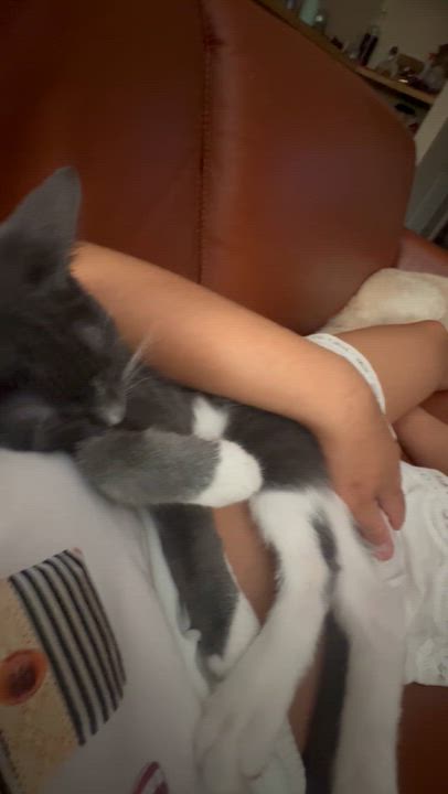 Enlarge Teddy, a Adopted Tuxedo in Stockton, CA video 5/6