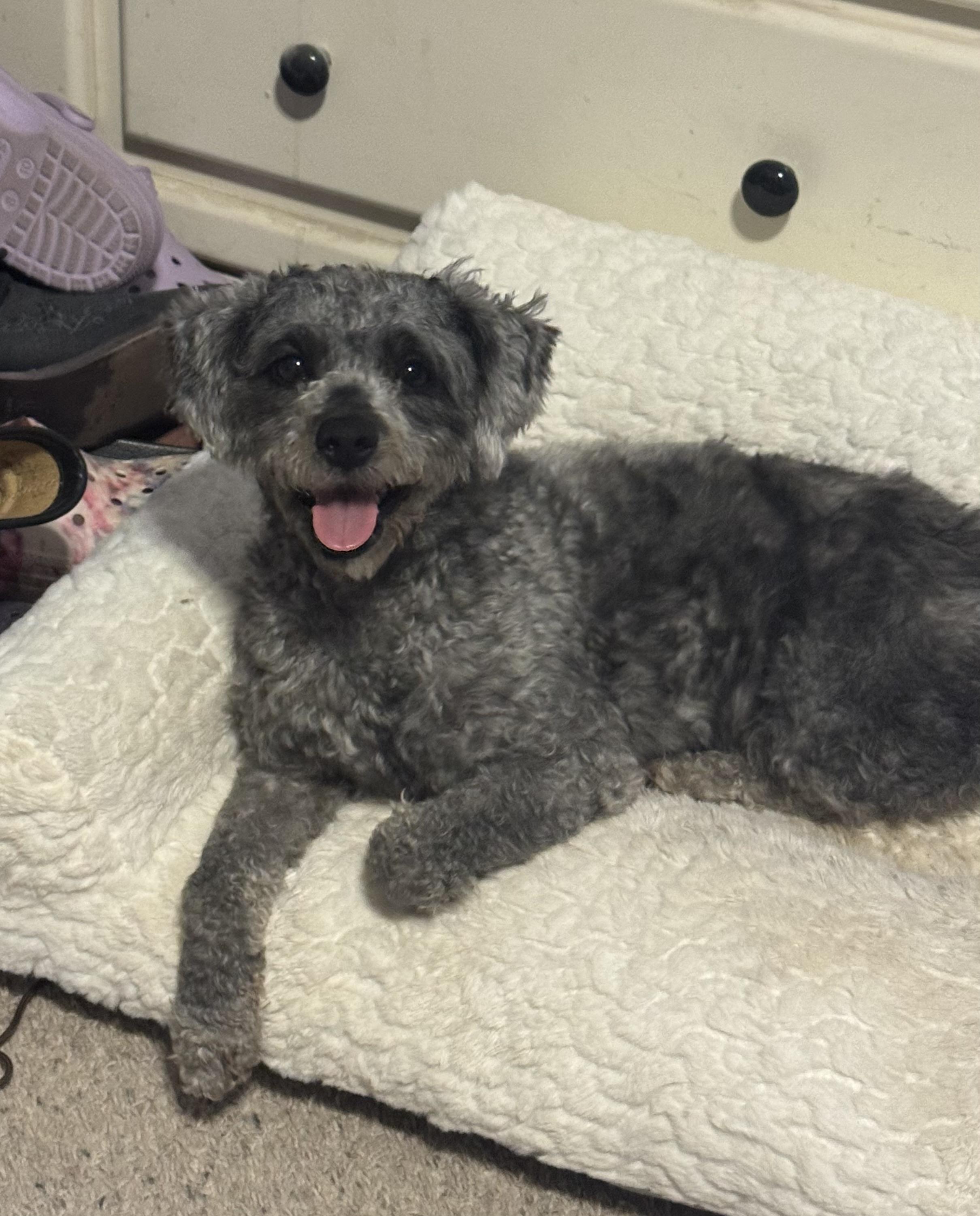 Enlarge Twizzle, a Adopted mixed breed in Turlock, CA image 1/4