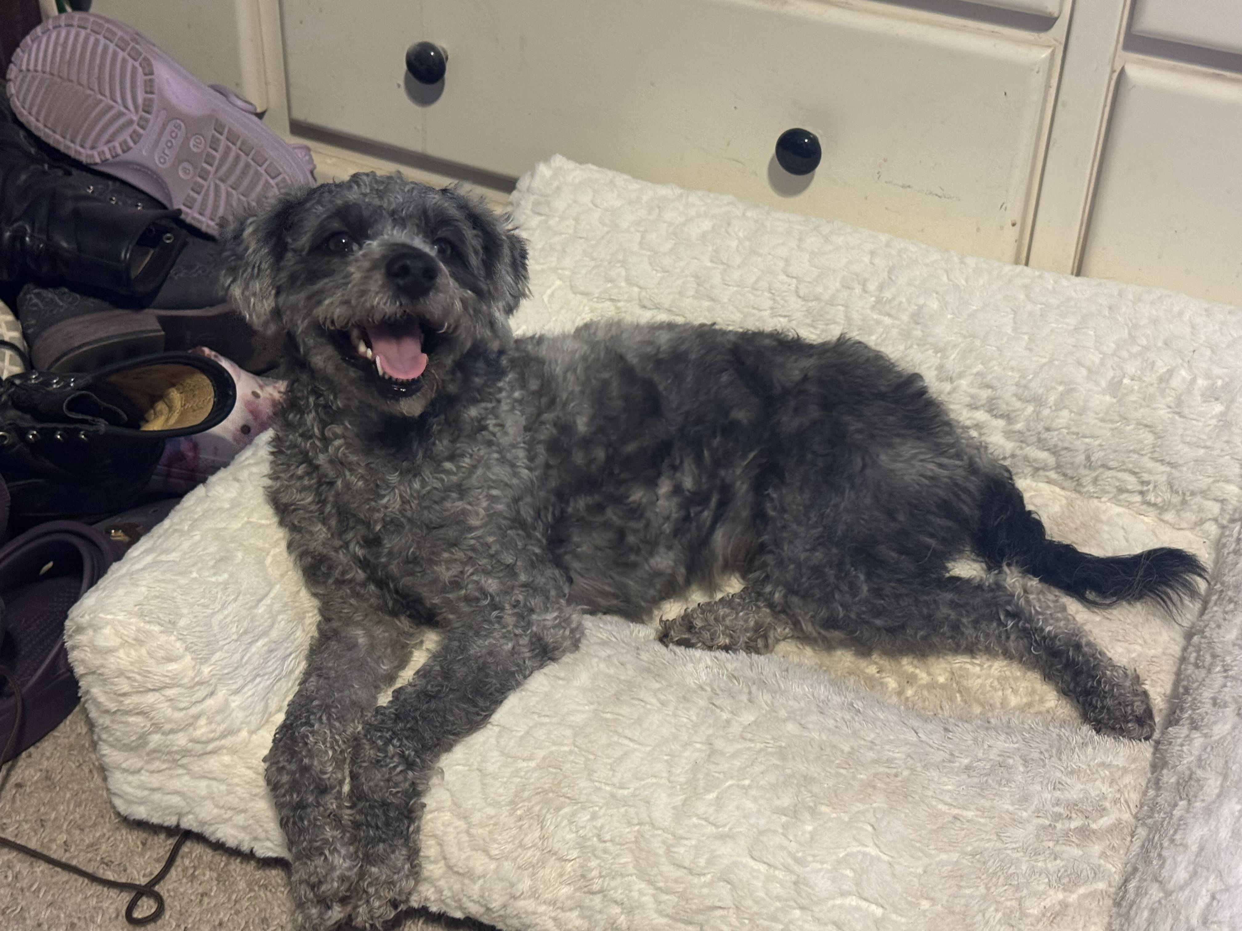 Enlarge Twizzle, a Adopted mixed breed in Turlock, CA image 2/4