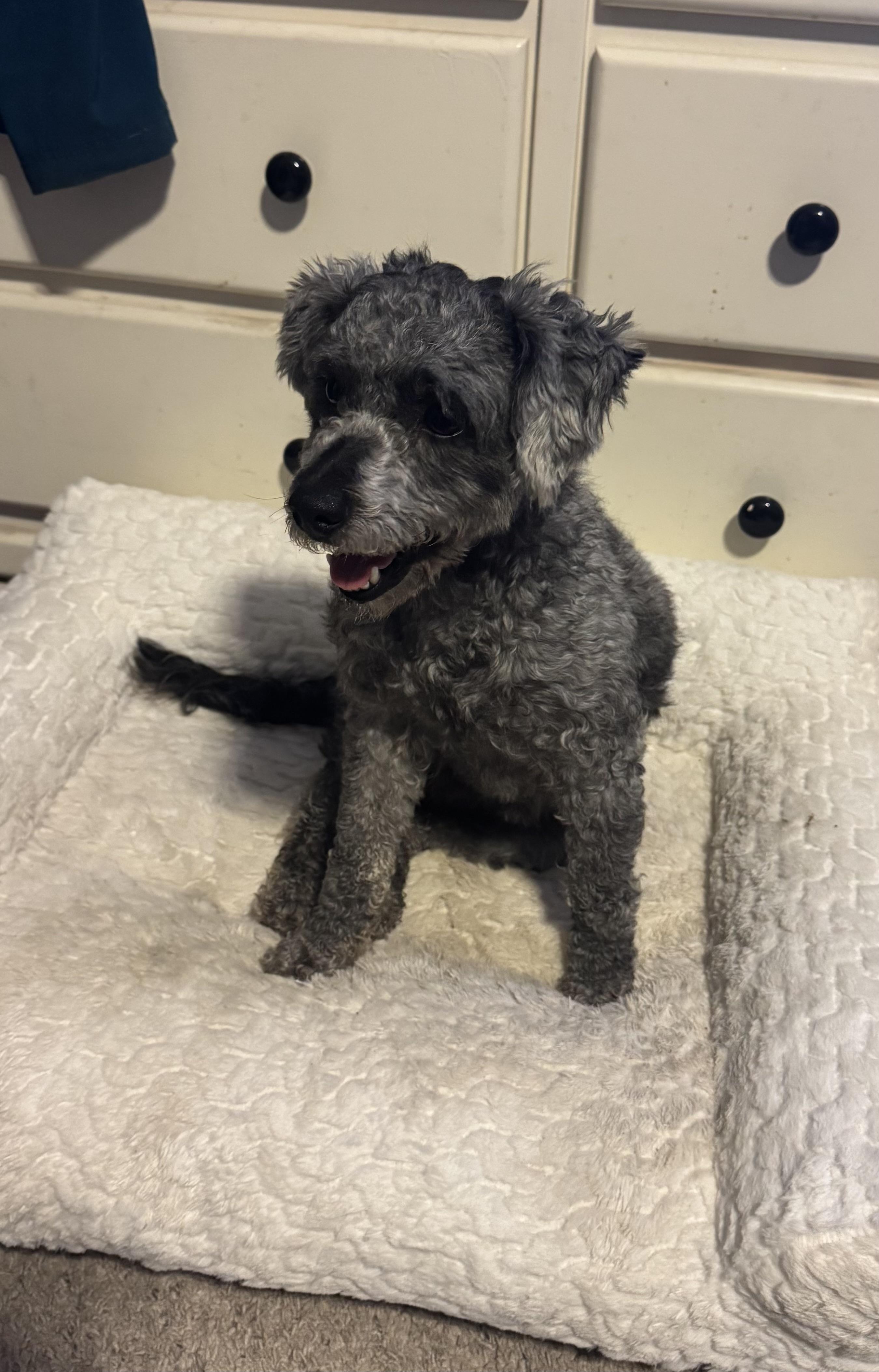 Enlarge Twizzle, a Adopted mixed breed in Turlock, CA image 4/4