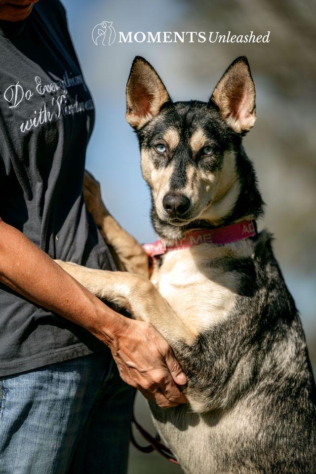 Enlarge Cascade, a ADOPTABLE mixed breed in Myakka City, FL image 3/3