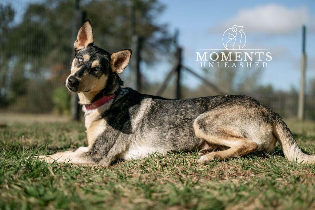Enlarge Cascade, a ADOPTABLE mixed breed in Myakka City, FL image 2/3