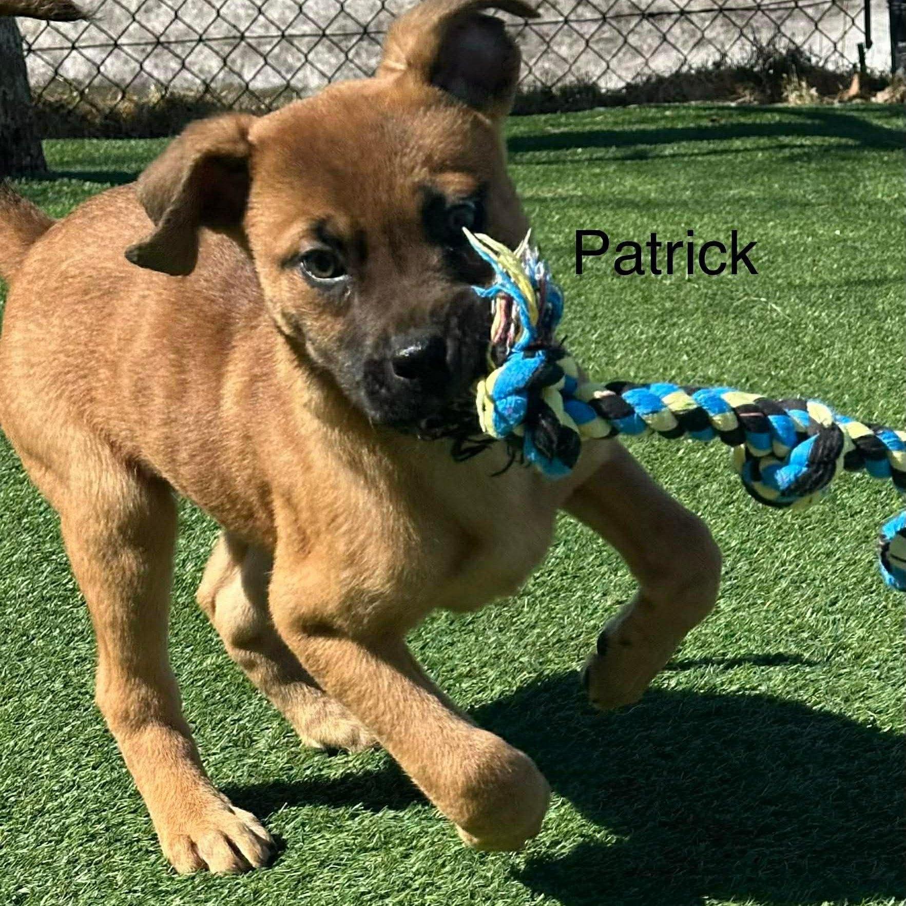Patrick, ADOPTABLE, Puppy Male Shepherd.
