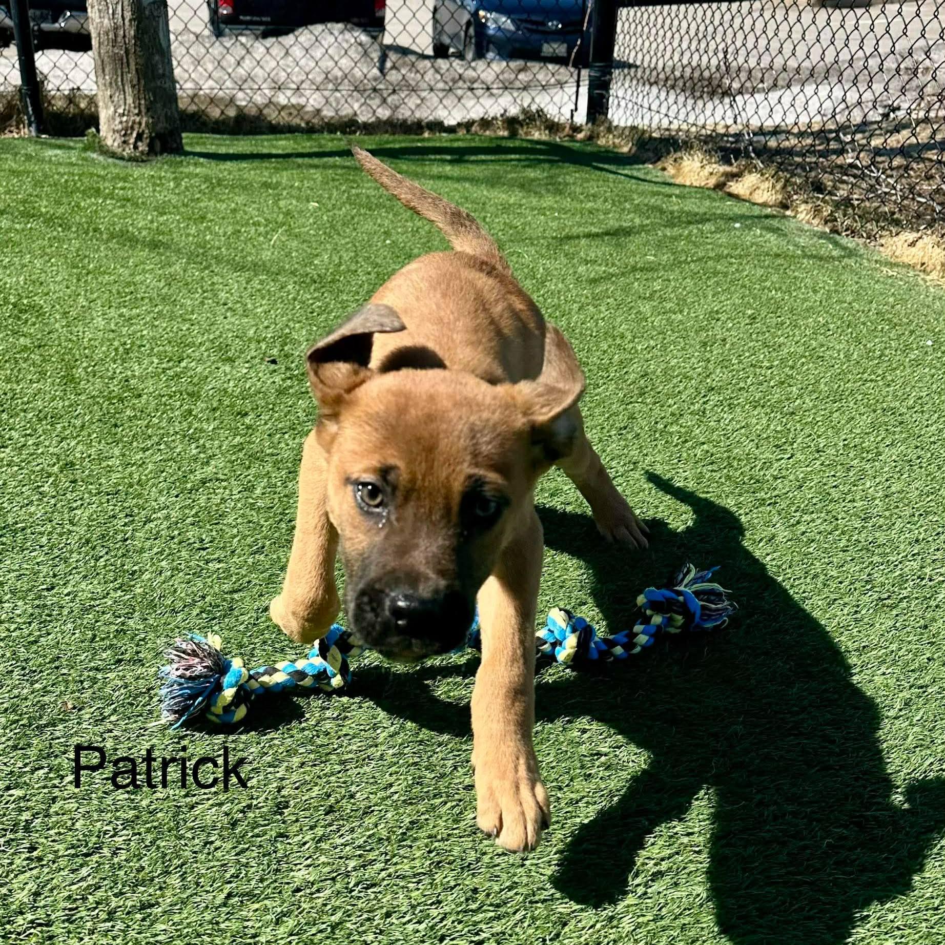 Enlarge Patrick, a ADOPTABLE mixed breed in Lisle, ON image 2/2