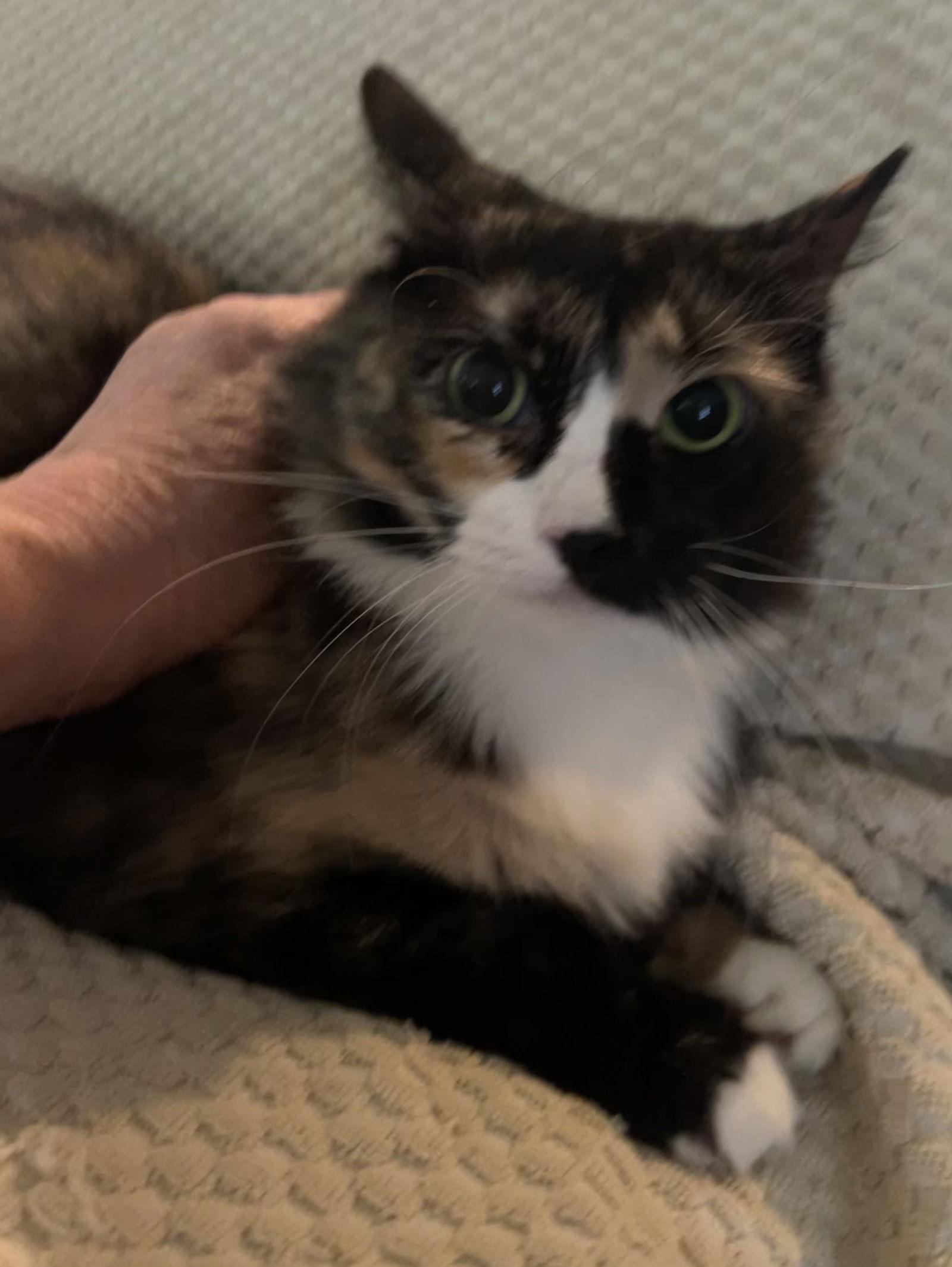 Grizabella, a Adoptable mixed breed in Irving, TX image 2/6