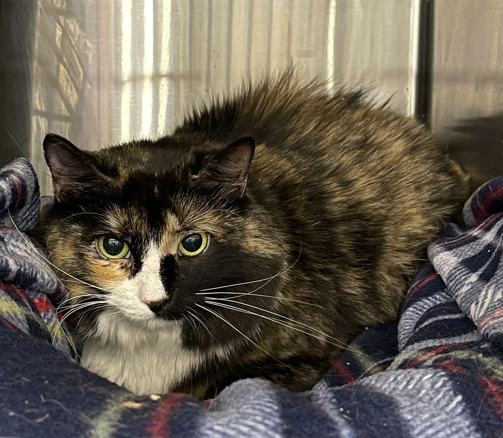 Grizabella, a Adoptable mixed breed in Irving, TX image 3/6