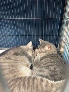 Sage, Adoptable, Adult Female Domestic Short Hair & Domestic Short Hair.